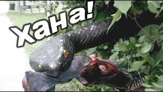 Самые страшные приколы! Гигантская Анаконда! НЕ НАШ ЮМОР #16 Самые страшные приколы! Гигантская Анаконда! НЕ НАШ ЮМОР #16