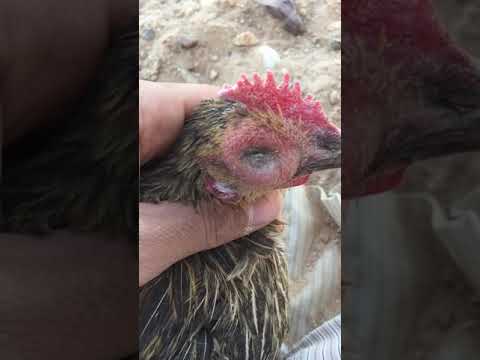 فيديو: هل دجاج عين الطائر جيد لك؟