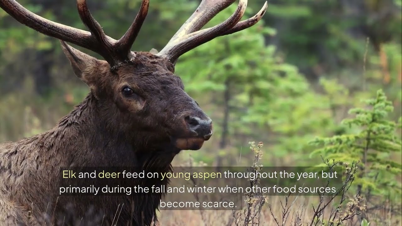 Michigan DNR to clear-cut aspen trees over the next 2 years