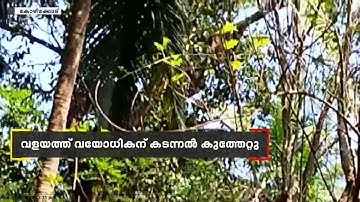 കോഴിക്കോട് വളയത്ത് വയോധികന് കടന്നൽ കുത്തേറ്റു