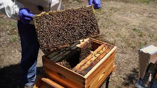Why This Hive Was Struggling… The Truth SURPRISED Me