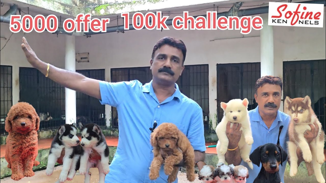 Poodil. Husky. Shitzhu. Doberman and German shepherd puppies  .     100k  challenge