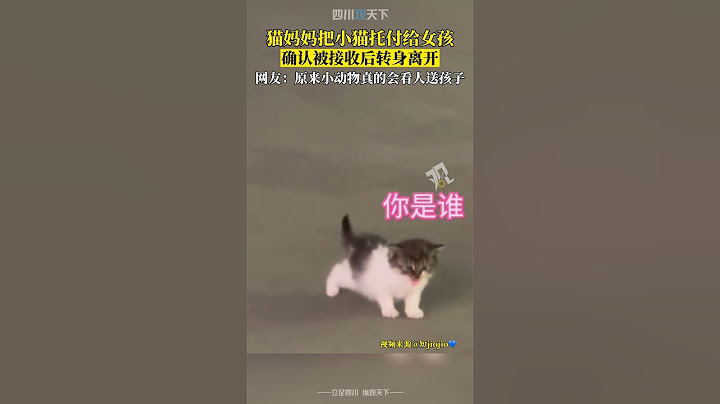 淚目！貓媽媽把小貓託付給女孩，確認被接收後轉身離開...