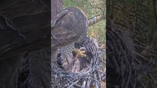 jastrząb wraca, zadaje śmiertelny cios młodemu CV😭🌈