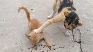 Mother Cat Don't Want To Share Her Food With Her Kitten And Beating Him