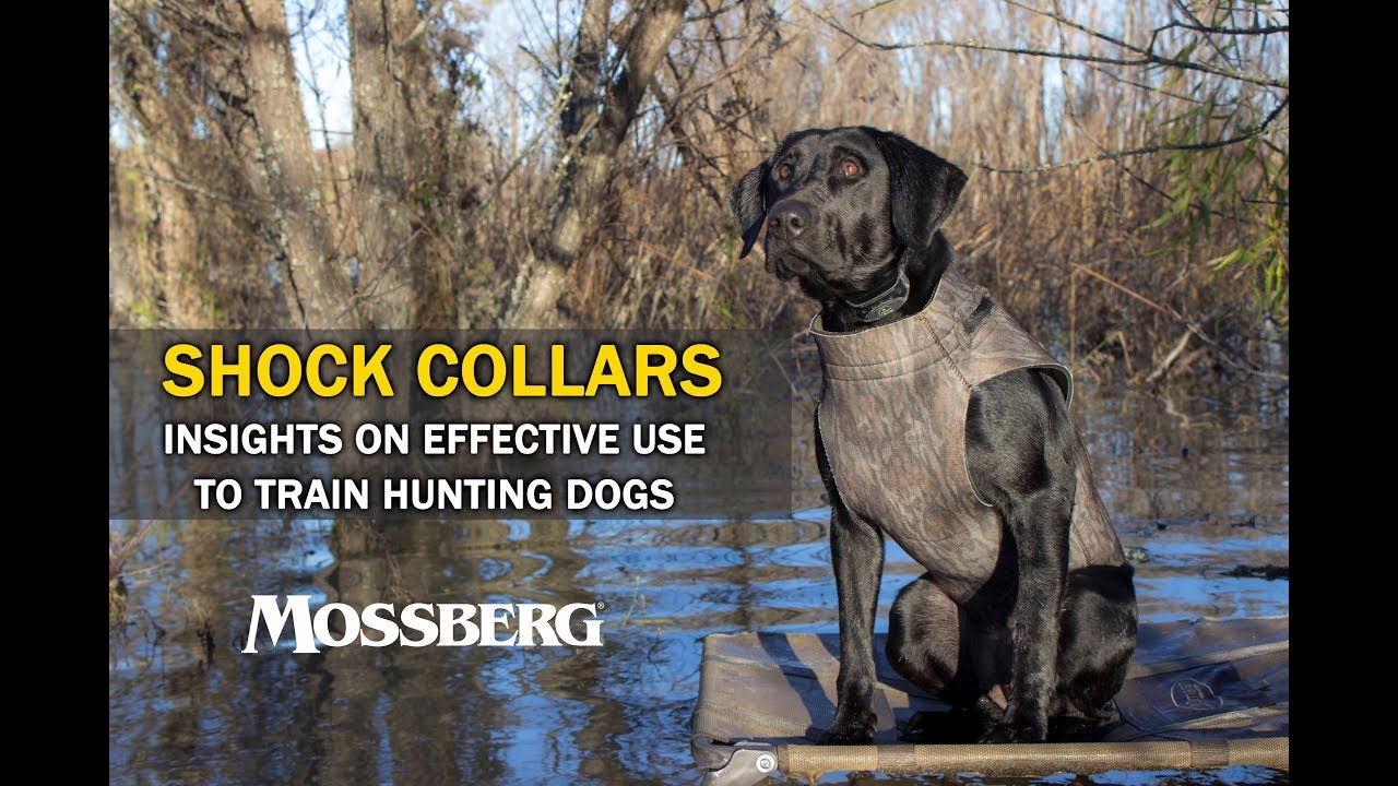 bird dog shock collar