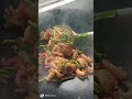 Tumis Udang Cabe Hijau #fypviral #food #cooking #tkwtaiwan #shorts #trending #seafood #udang#enak