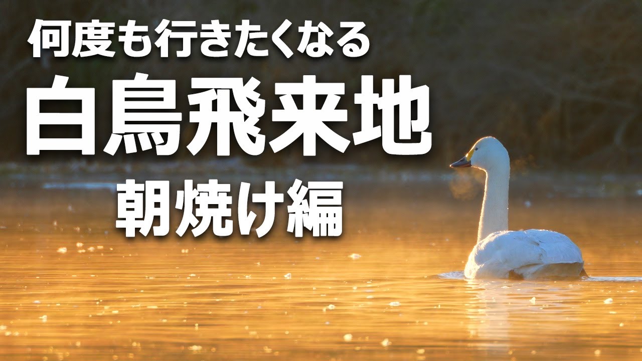 川島町白鳥飛来地【朝焼け編】越辺川