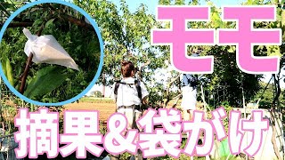 【家庭菜園】モモの「摘果&袋がけ」やってみたぁ〜♫収穫が楽しみ♡