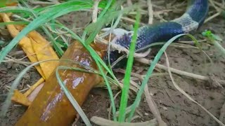 Rắn Vs Lươn - Một Đêm Soi Đầy Rắn Độc Phần 2