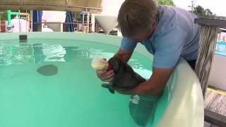 Rescued Orphaned Manatee Bottle Feeding | SeaWorld Orlando