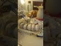 اجواء العيد الفطر 2022 صح عيدكم