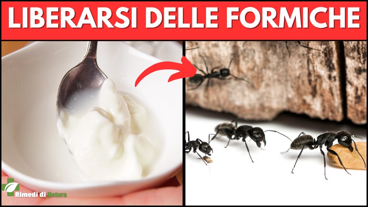 Rimedi Naturali Contro le Formiche: Soluzioni Efficaci! - YouTube