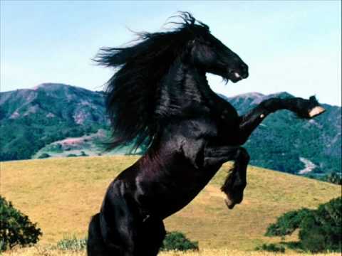 在 YouTube 上觀看「CABALLOS - GARROBOS.」 在 YouTube 上觀看「CABALLOS - GARROBOS.」