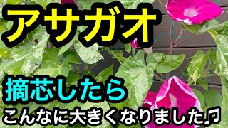 『アサガオ』摘芯したらスッゴく大きくなった❗️見てね❤️