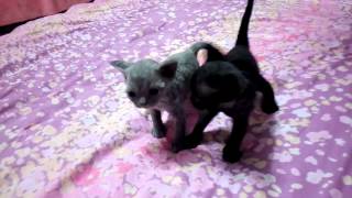 Девон рекс - Best funny and cute cat videos compilation 2014