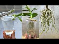 Kích rễ hoa lan bằng nước | Growing orchids on water has a lot of roots