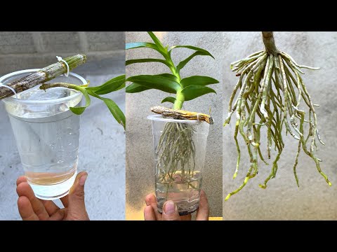 Video: Böyüyən Epidendrum Orkide - Epidendrumlara Necə Qulluq Edilir