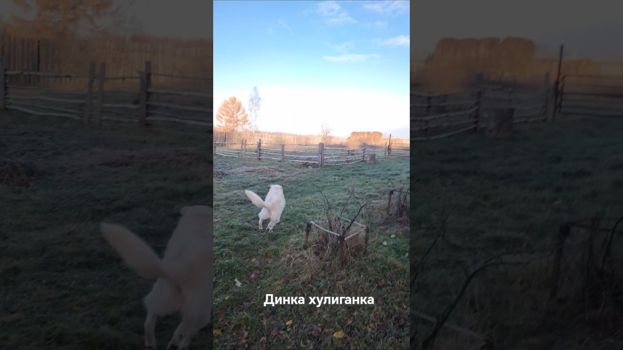 Динка хулиганит.❤️ 