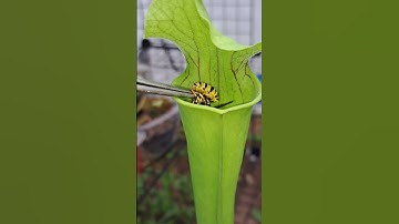 Carnivorous Plant Sarracenia live feeding!!