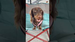 what would they say? #minidachshund #puppy #dachshund #dachshundpuppy #cute #cutedog #cutepuppy #dog