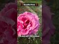 Rose #viral #short #video