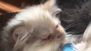 Persian Cats Sale in Sandy Springs, GA