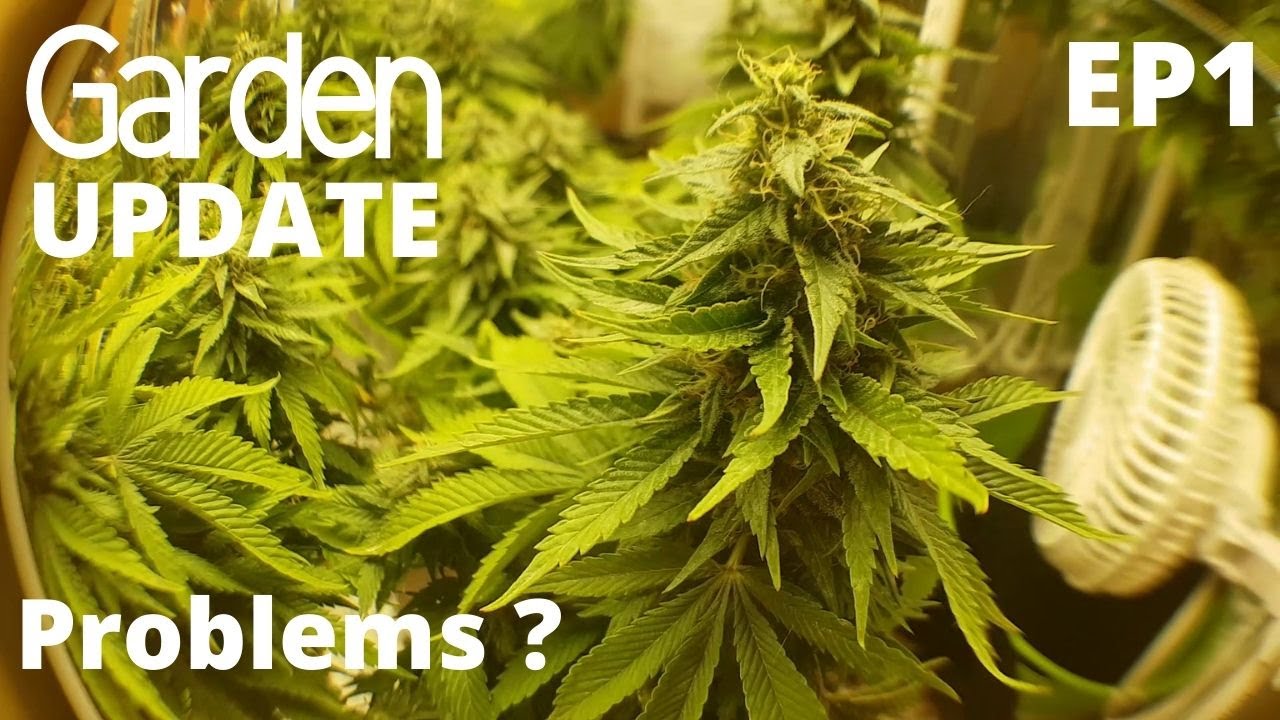 Spider Mites Damage My Cannabis Plants