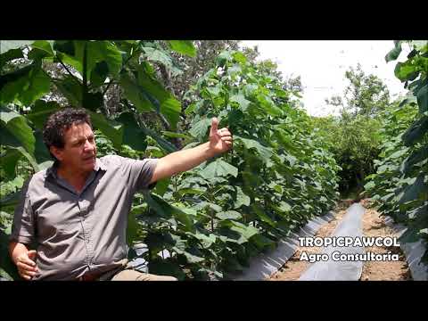 Video: Plantación De Uvas En Campo Abierto En Primavera: Con Plántulas En Bielorrusia, En Crimea Y En Otro Territorio, Plantando Semillas Para Plántulas. ¿Cómo Germinar Una Vid?
