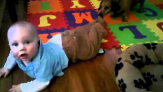 Dog Pulls Babys Pants Off