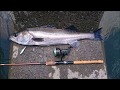 Lateolabrax japonicus 3