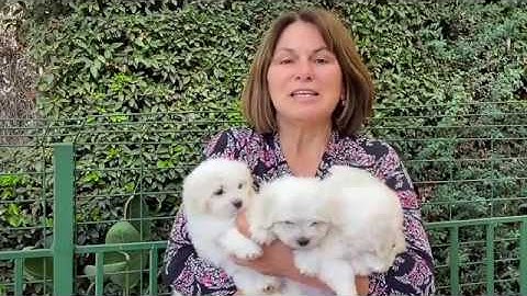 Cómo bañar un cachorro por primera vez