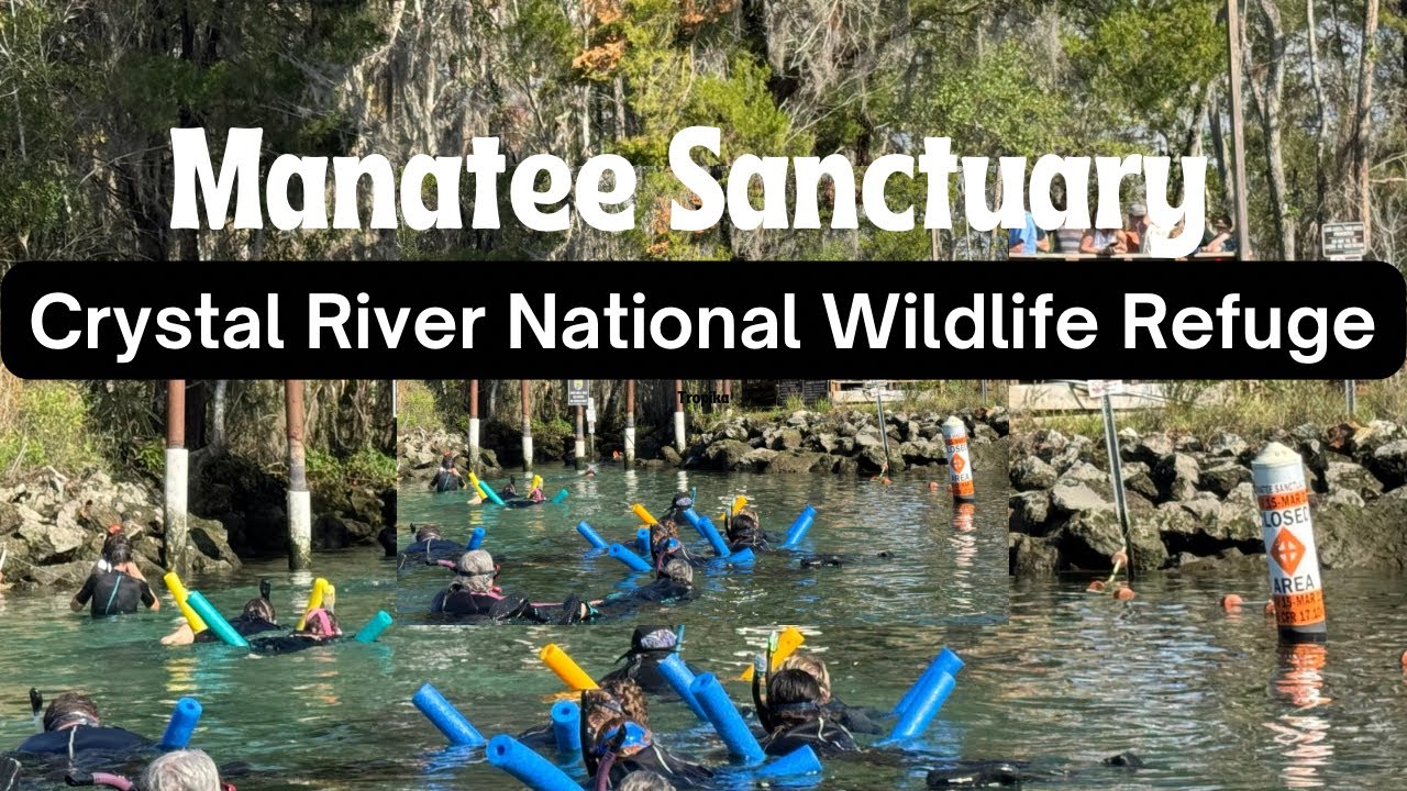 Crystal River The Manatee Capital Of The World