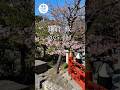 鎌倉 桜 2025年3月20日 KAMAKURA DIARY Shorts No.31 　#鎌倉diary_vlog #桜 #shorts