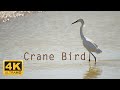 Crane Bird - Coyote Hills Regional Park - Panasonic Lumix S5