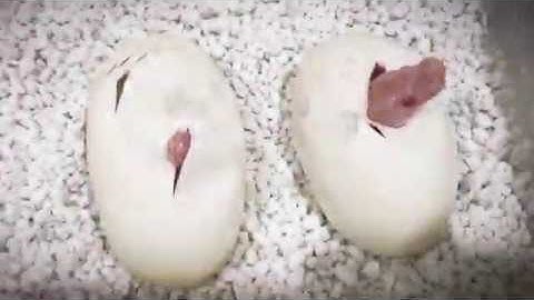 How to Build a Reptile Egg Incubator