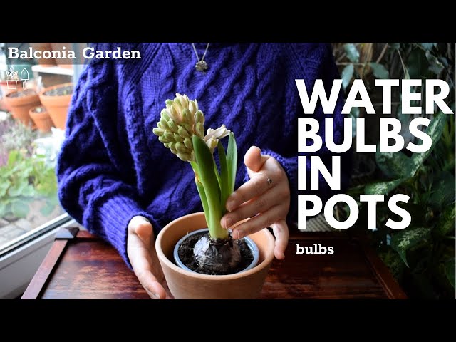 How To Water Bulbs Grown In Pots! QUICK AND EASY  Balconia Garden -  YouTube