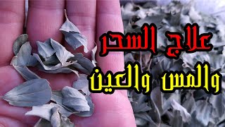 علاج السحر والمس والعين بورق السدر