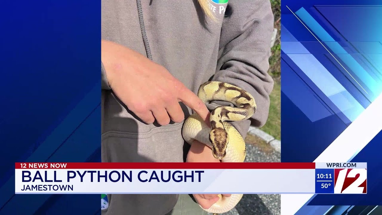 shelby township police spent wednesday night digging a... ‘Miraculous’: Ball python rescued in Rhode Island park - YouTube