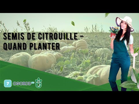 Vidéo: Comment faire pousser de l'aloès à la maison : options de sélection, règles de plantation, recommandations de culture et d'entretien