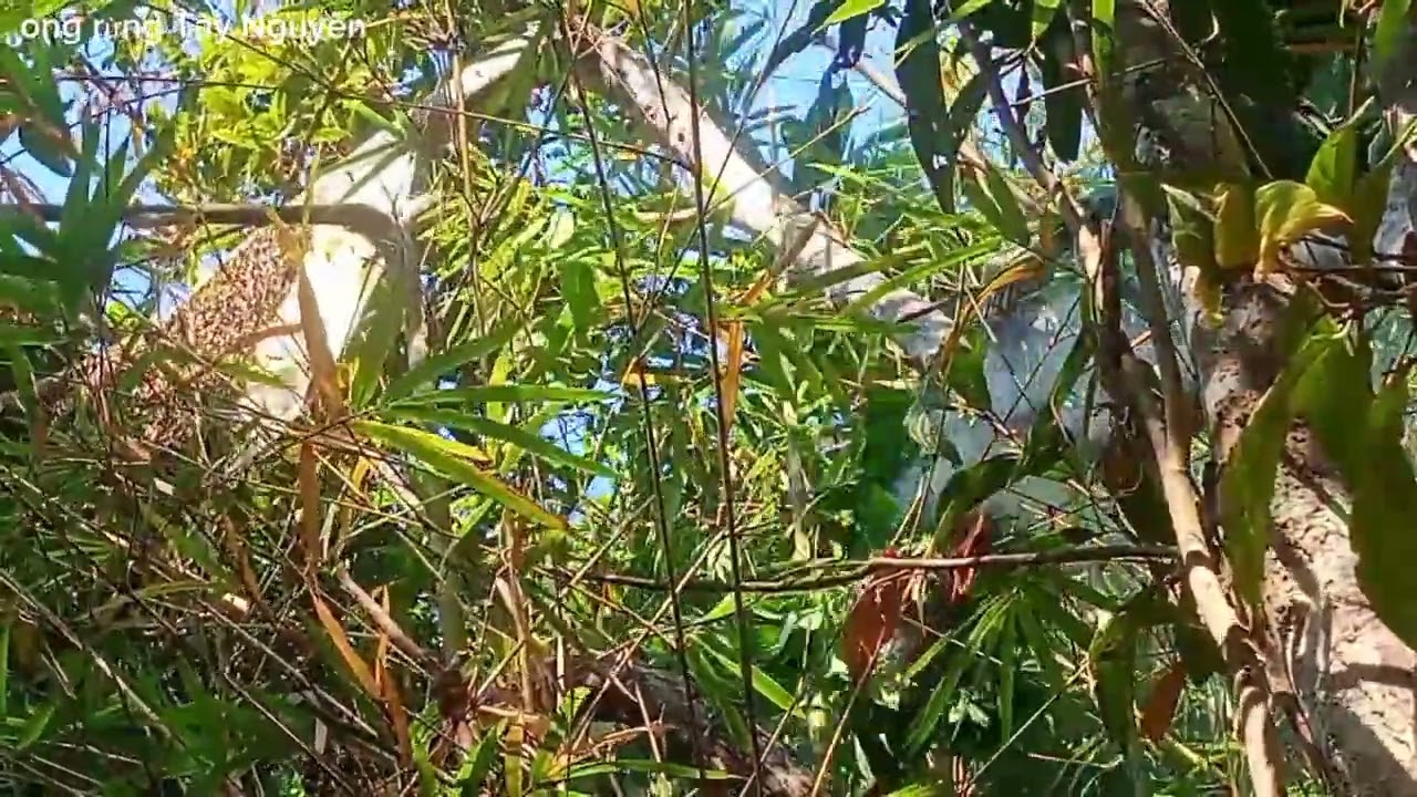 Hành trình đi tìm kiếm ong mật tập 1#ong rừng Tây Nguyên #automobile 