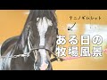 馬たちの暮らしの様子#1| Retired Horses Life