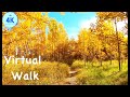 VIRTUAL HIKE - FALL colours - Beautiful Nature walk - 4k