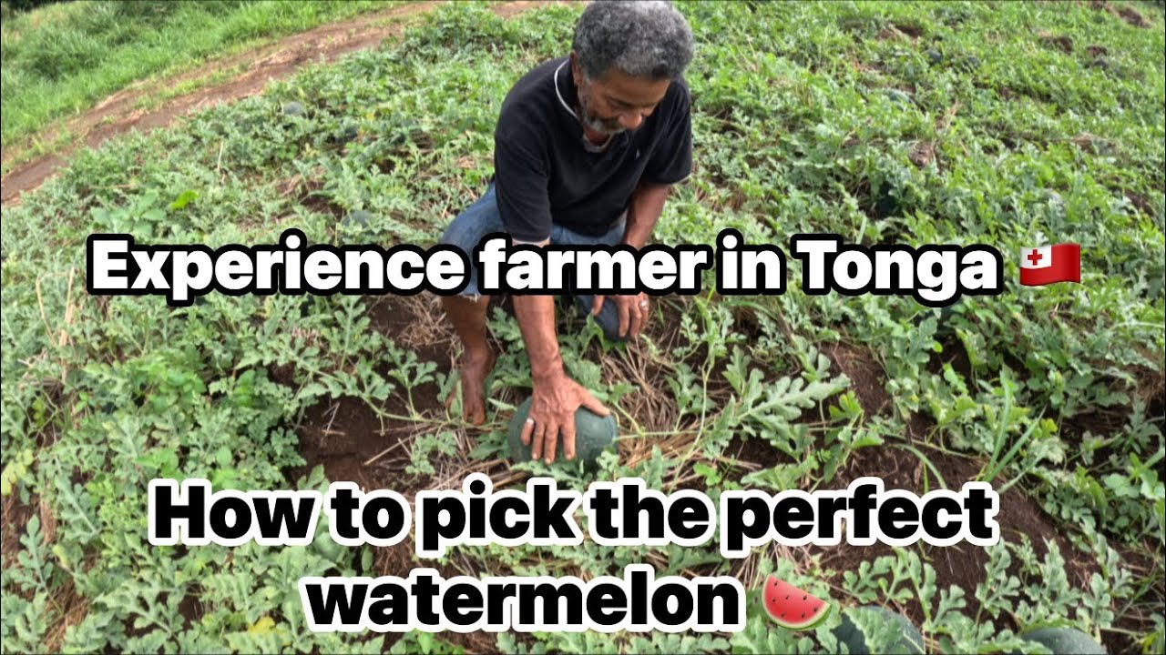 Day in a life of  picking vegetables and watermelon for Saturday market in Tonga 🇹🇴