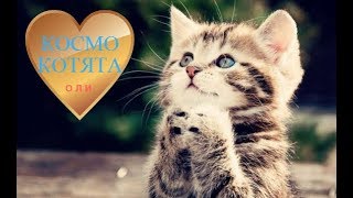 Космо  котики !  космические поющие коты #