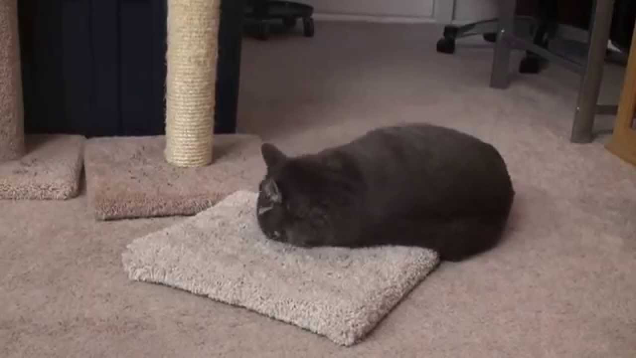 Cats on Drugs YouTube