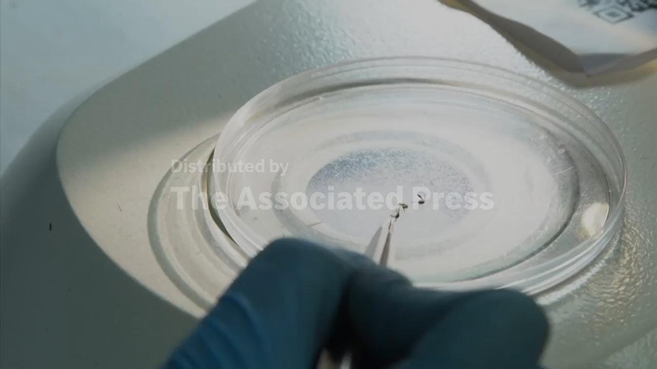 Gabon trial announces single dose treatment for malaria