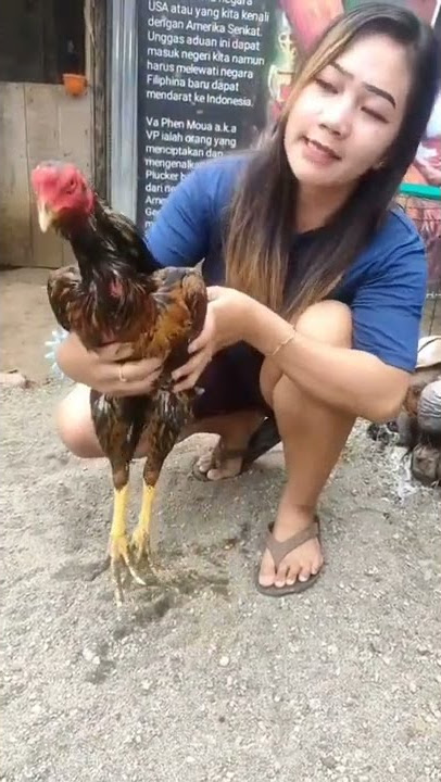 botoh ayam cantik MONICA #shorts #ayam #aseel