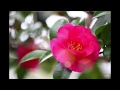 恋の雪別れ/小柳ルミ子 Cover 京ウンスク
