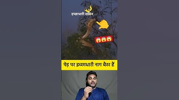 पेड़ पर इच्छाधारी नाग बैठा हैं 🤔😱 #shorts #tree #snake #kingcobra #nagin #viralshorts #viralvideo